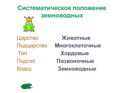 Царство животных подцарство