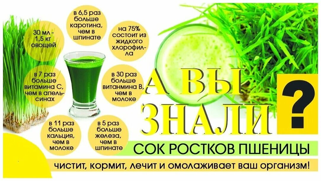 витамин сок ростков пшеницы. порошок из ростков пшеницы «витграсс» wellness. порошок от похудения. витграсс ростки пшеницы отзывы. мазь восковая на кедровой живице с пчелиным подмором.