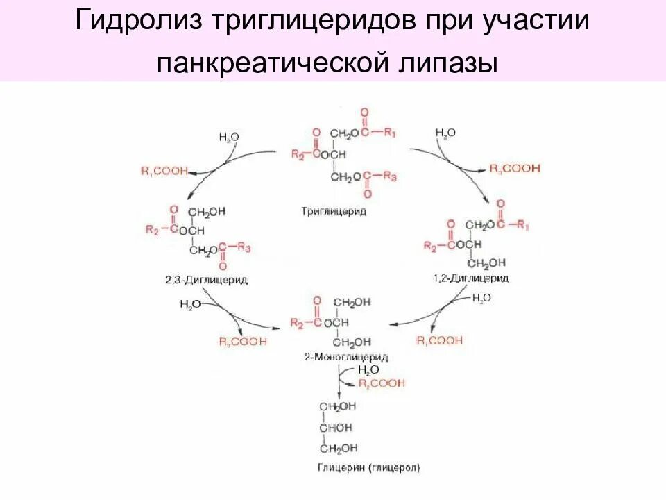 Гидролиз триглицеридов липаза. Гидролиз триглицеридов протекает:. Пути использования продуктов гидролиза триглицеридов. Распад триглицеридов. Распад триглицеридов.