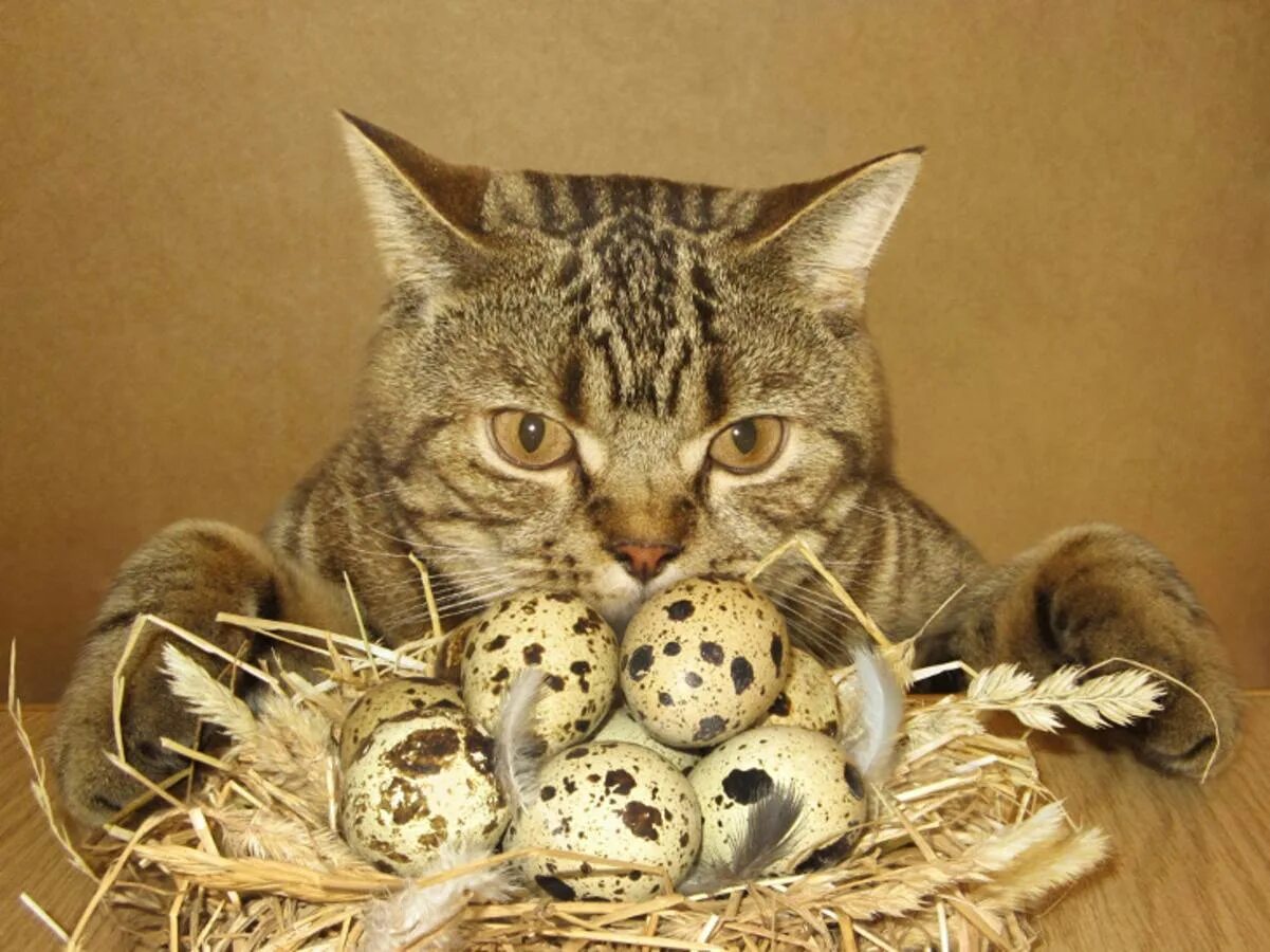 Кошки. Кошачьи яички. Котик с яйцами. Пасхальные яйца котики. Кошке можно давать яйцо