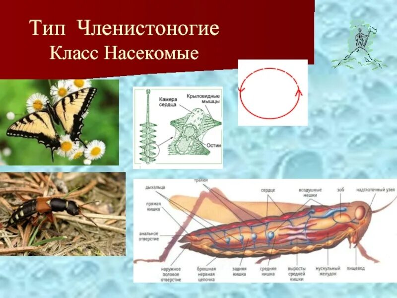 3 класса типа членистоногих. Тип членистоногих класс насекомых. Тип Членистоногие, кл. Насекомые. Класс насекомые Тип артропода. Тип Членистоногие Клаас насекомые.