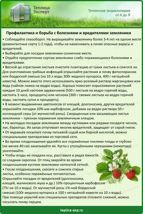 Чем можно обработать клубнику весной. Обработка земляники от болезней и вредителей. Схема обработки клубники. Клубника опрыскивание от вредителей и болезней. Схема обработок и подкормок клубники.