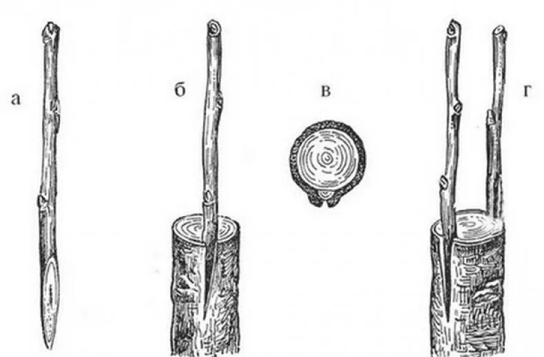 Прививка в расщеп плодовых деревьев. Прививка яблони на подвой. Прививка яблони весной на абрикос. Прививка подвой привой. Паразитарная прививка яблони.