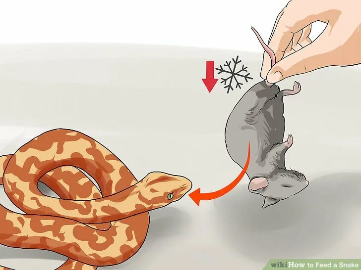Питание змей мышами. Крыса для кормления змей.