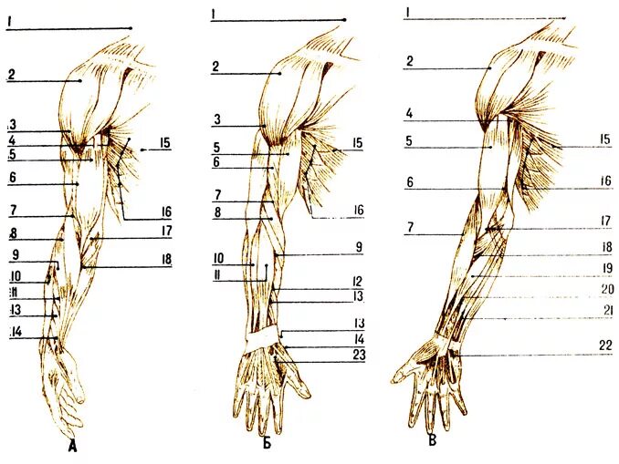 Анатомия верхней конечности