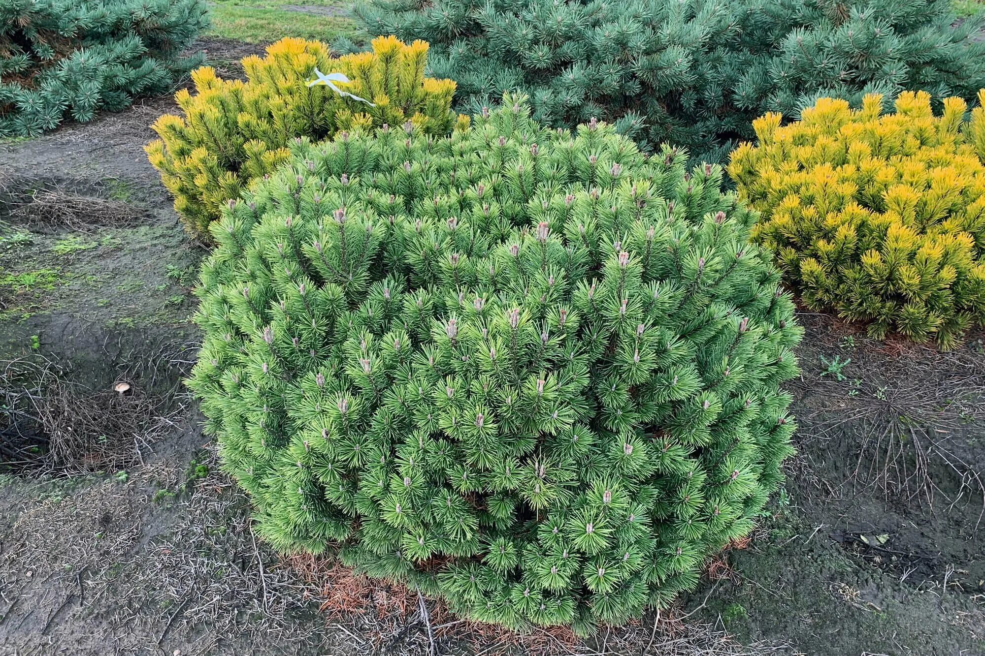 Pinus mugo mops. Сосна горная пинус муго. Сосна муго мопс. Pinus mugo mops. Пинус муго мопс.