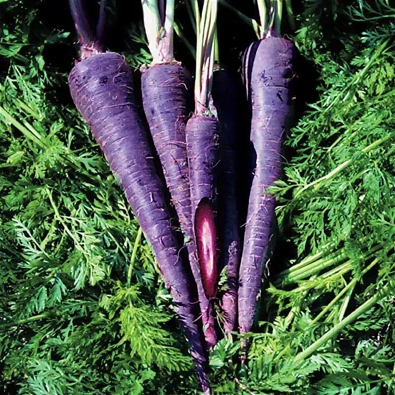 Как выглядят овощные растения Fruit and veg looked very different thousands of years ago Fruit, Vegetables, Fr