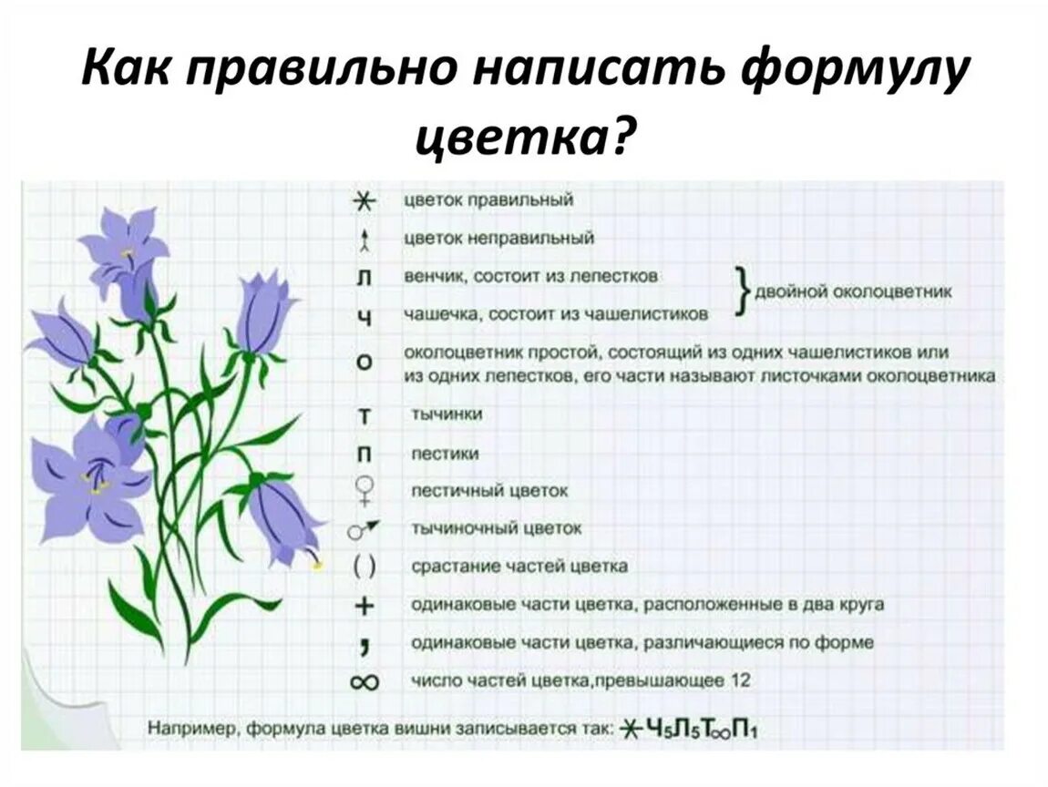 Тест по теме семейства. Формула цветка 6 класс биология. Семейство Колокольчиковые формула цветка. Формула цветка ивы 6 класс биология. Формула цветка биология 7.