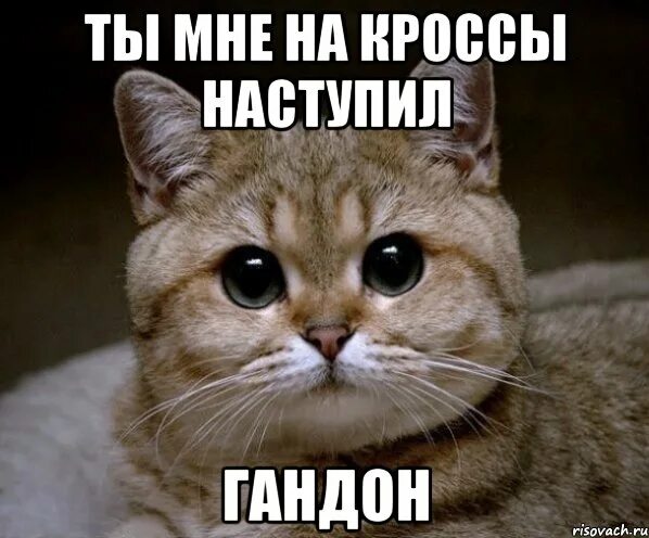 Гандон мем с котом хотели увидеть живого гандона вот он, Мем Гандон Рисовач .Ру