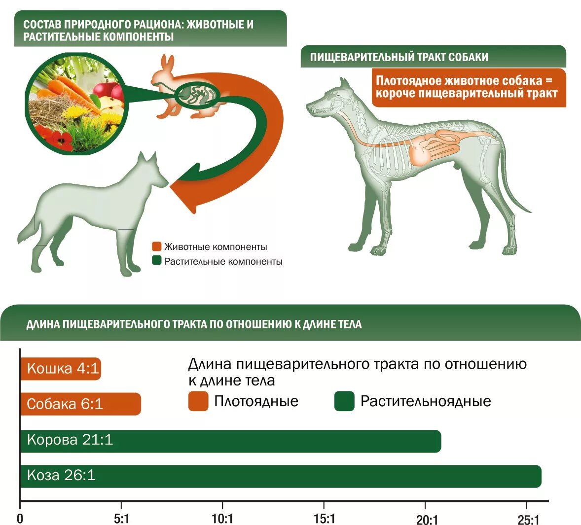 У каких животных короткий кишечник. Пищеварительная система травоядных и хищников. Пищеварение плотоядных и травоядных. Кишечник травоядных животных. Пищеварительная система млекопитающих плотоядных.