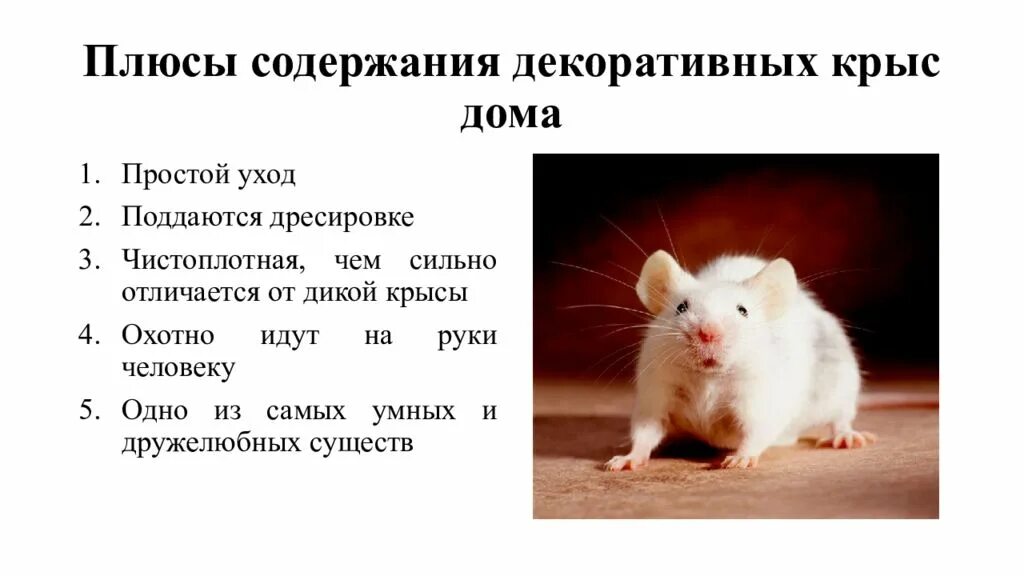Плюсы содержания диких животных. Плюсы и минусы крыс домашних. забавные факты о декоративных крысах. доклад про домашнюю крысу. интересные факты о крысах декоративных.
