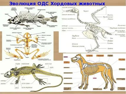 Лучевая система животных