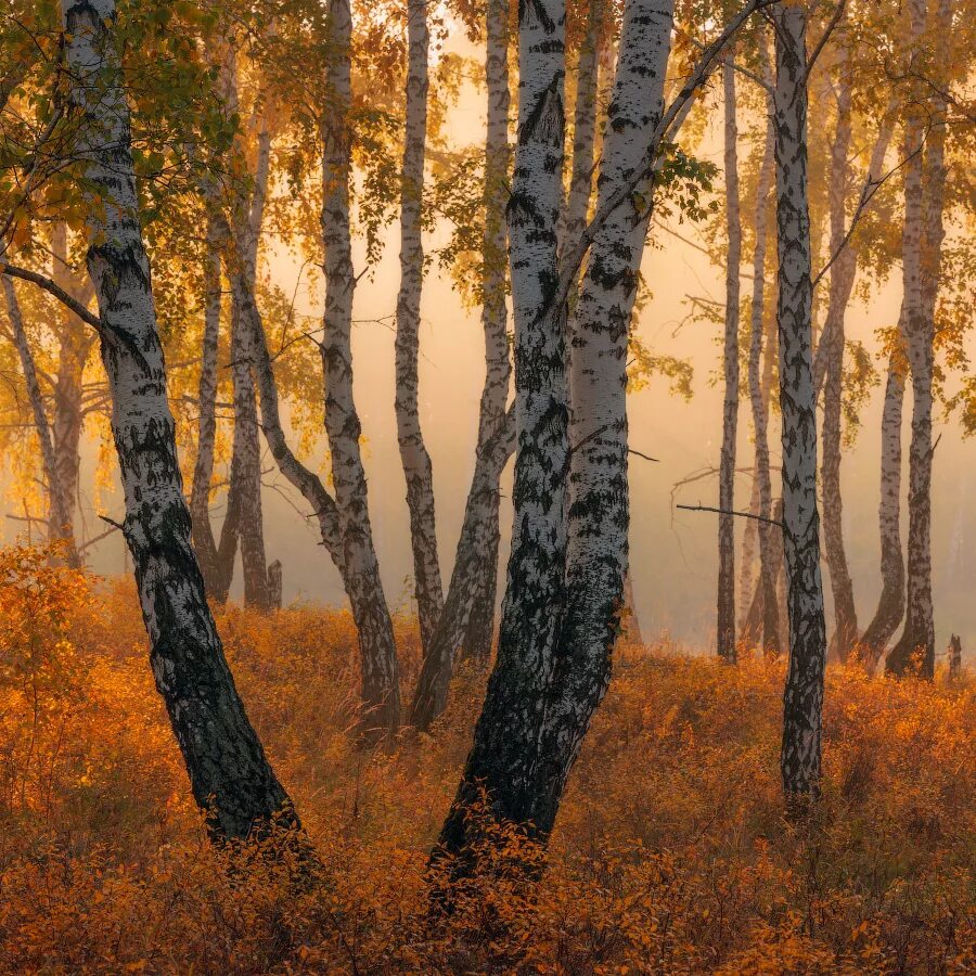 осень березы. березовая роща осенью бишкек. осенние березовый лес. красивая береза. золотая березовая роща осенью.