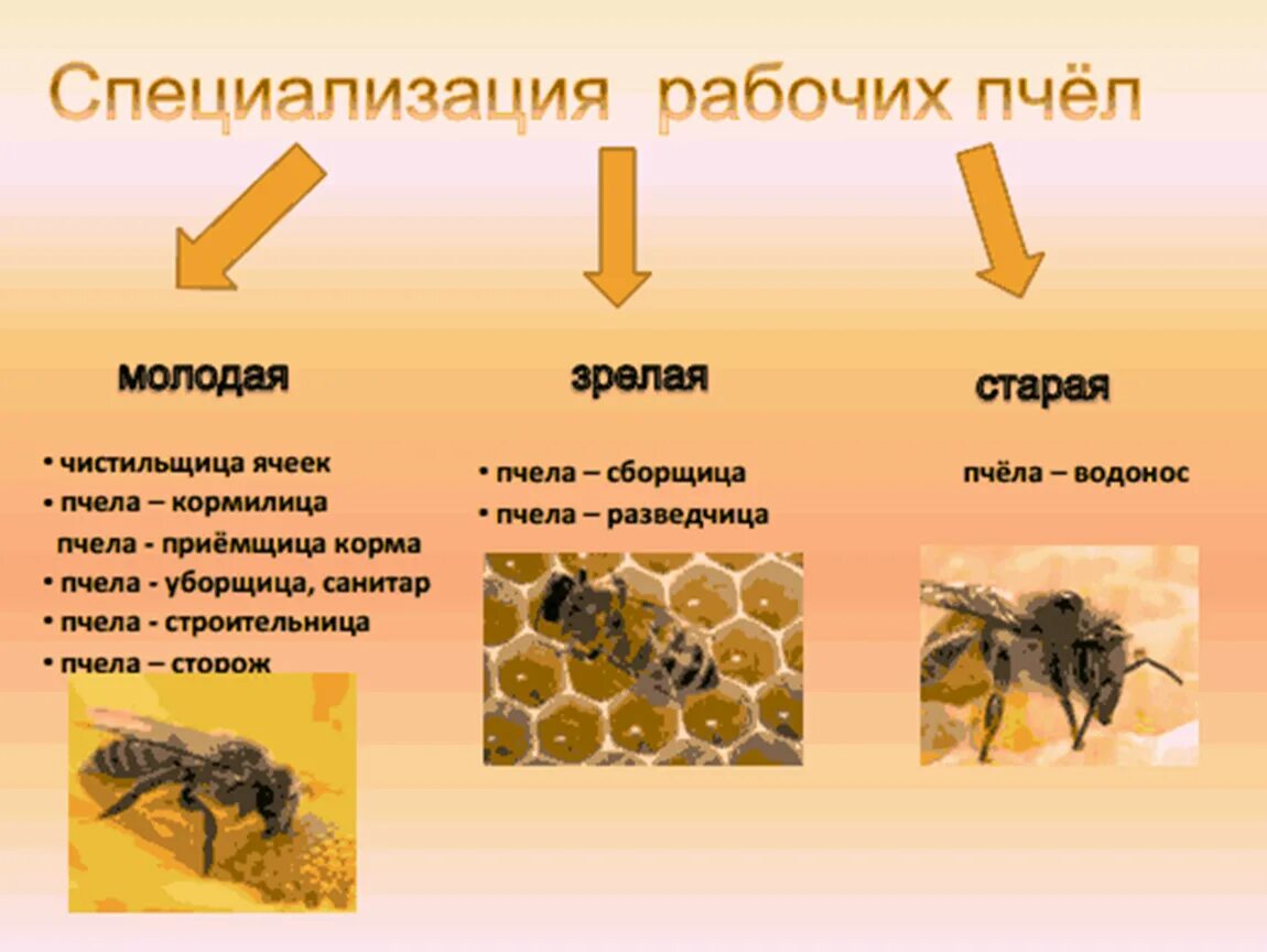 Из чего состоит пчелиный
