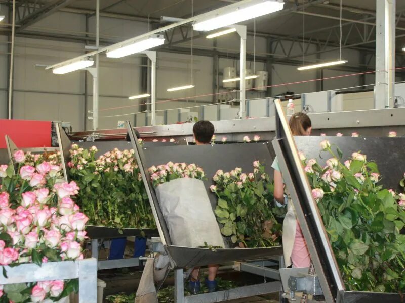 Гуп рм тепличное саранск. Тепличное саранск вакансии. Мир цветов мордовия кадошкино. Гуп республики мордовия «тепличное». Тепличное хозяйство саранск.