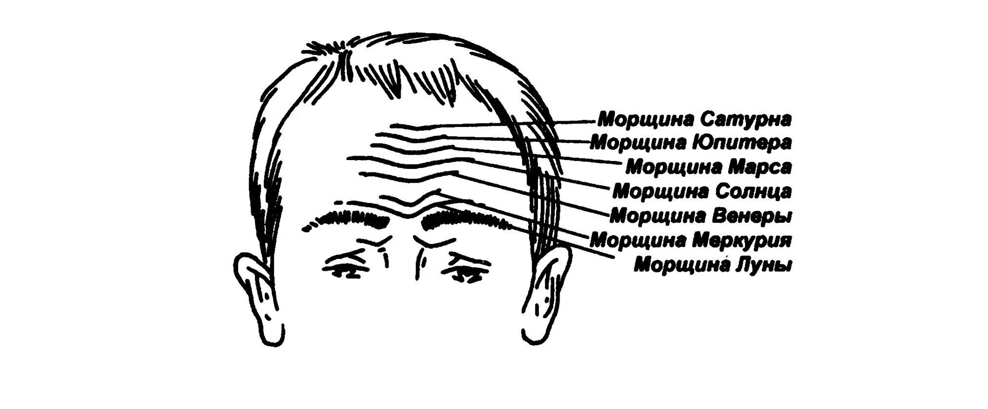 Верхняя часть лба. Физиогномика морщины на лбу. Физиогномика лоб. Физиогномика лоб - морщины продольные.