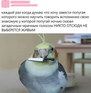 Как понять что попугай пытается говорить