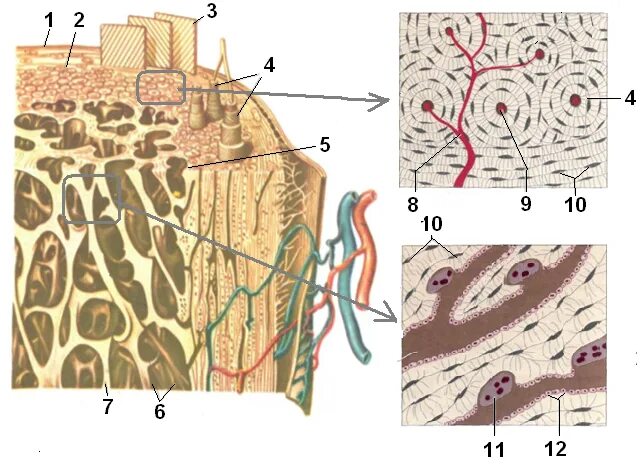 Пластинки компактного вещества. Внутренняя пластинка свода черепа. Строение компактного вещества трубчатой кости. Компактное вещество кости остеоны. Строение компактного и губчатого вещества кости.