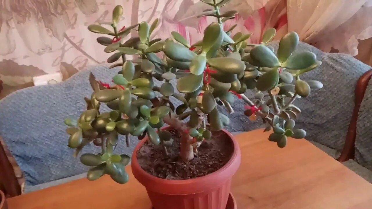 Mature & Healthy Money Tree Plant & Pot for Sale 48cm - £ 17 in St Albans, Hertf