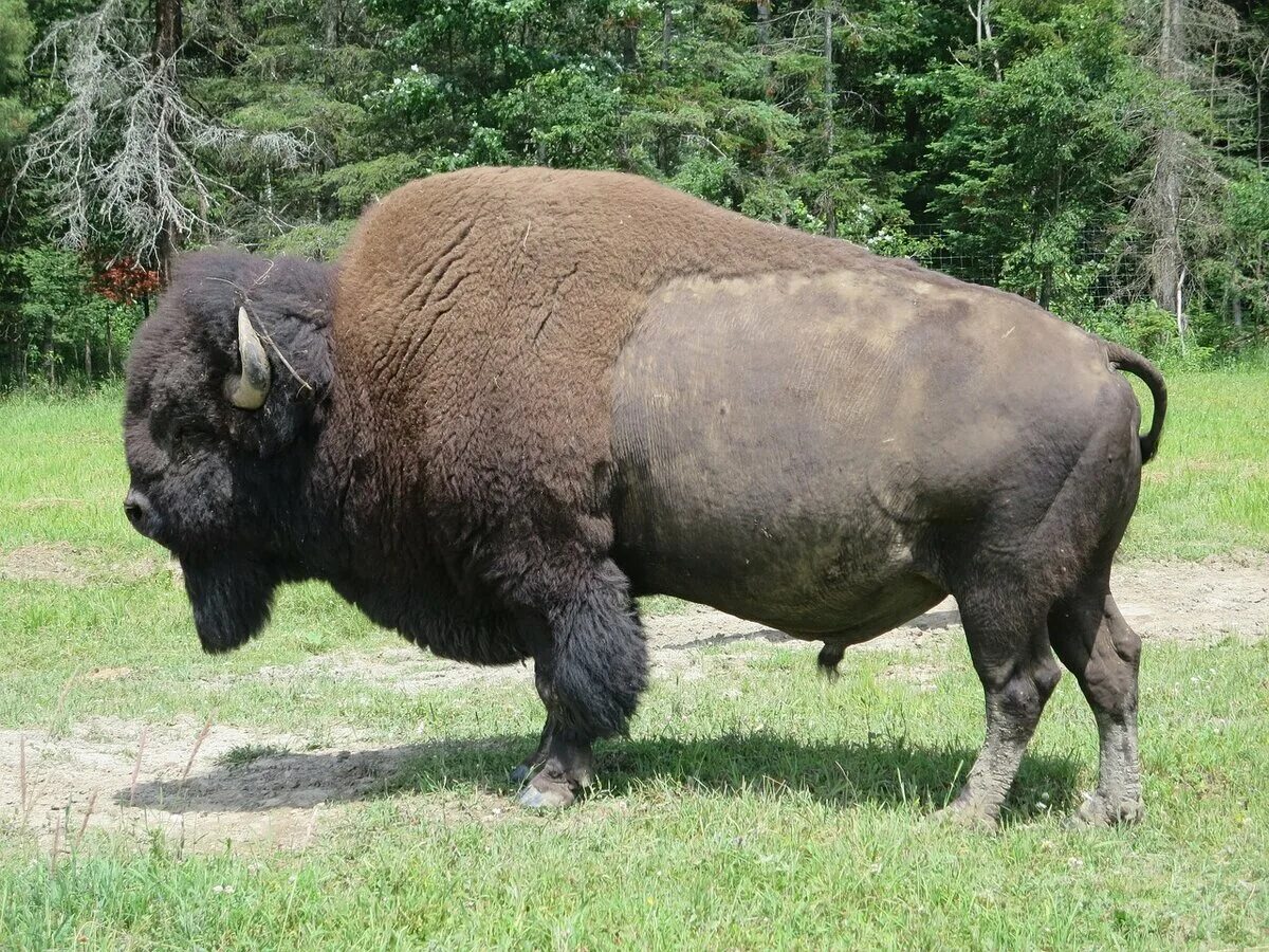 Бизон видео. Бизоны в Северной Америке. Бизон (Bison Bison). Дикий американский Бизон. Американский Бизон вес.