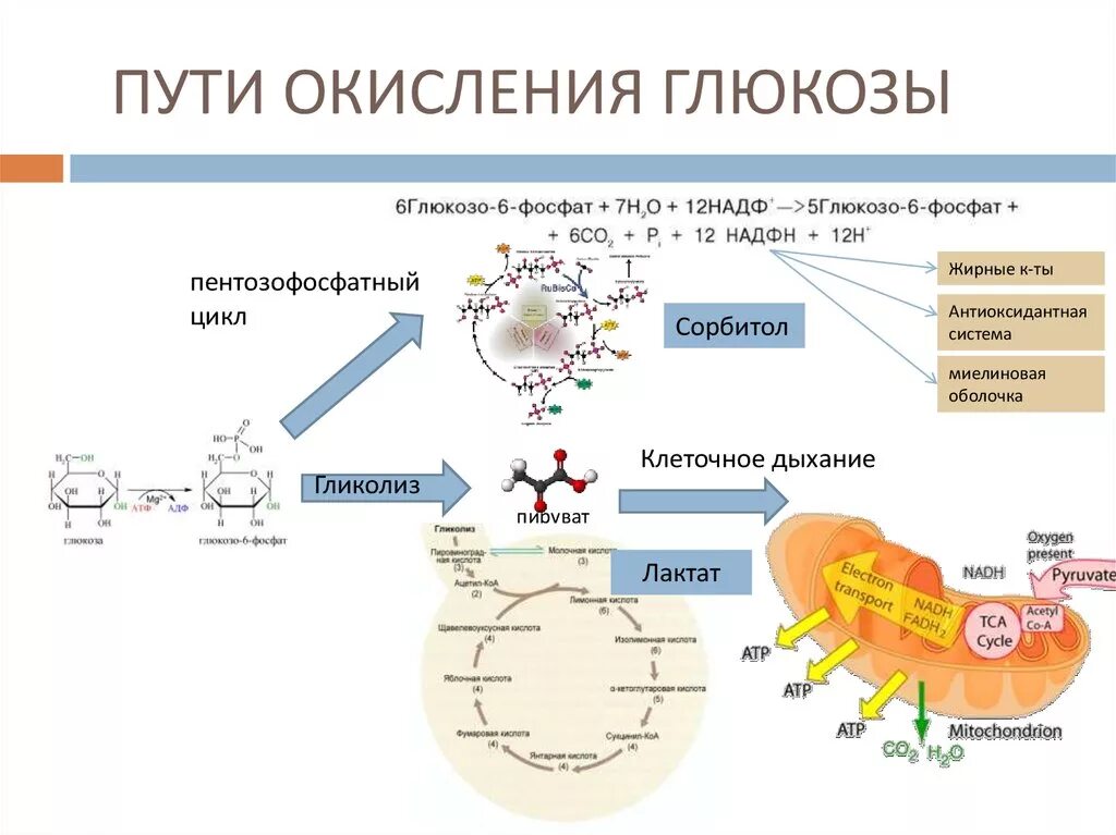 Схема окисления Глюкозы. Пути окисления Глюкозы. Окисление Глюкозы в организме.