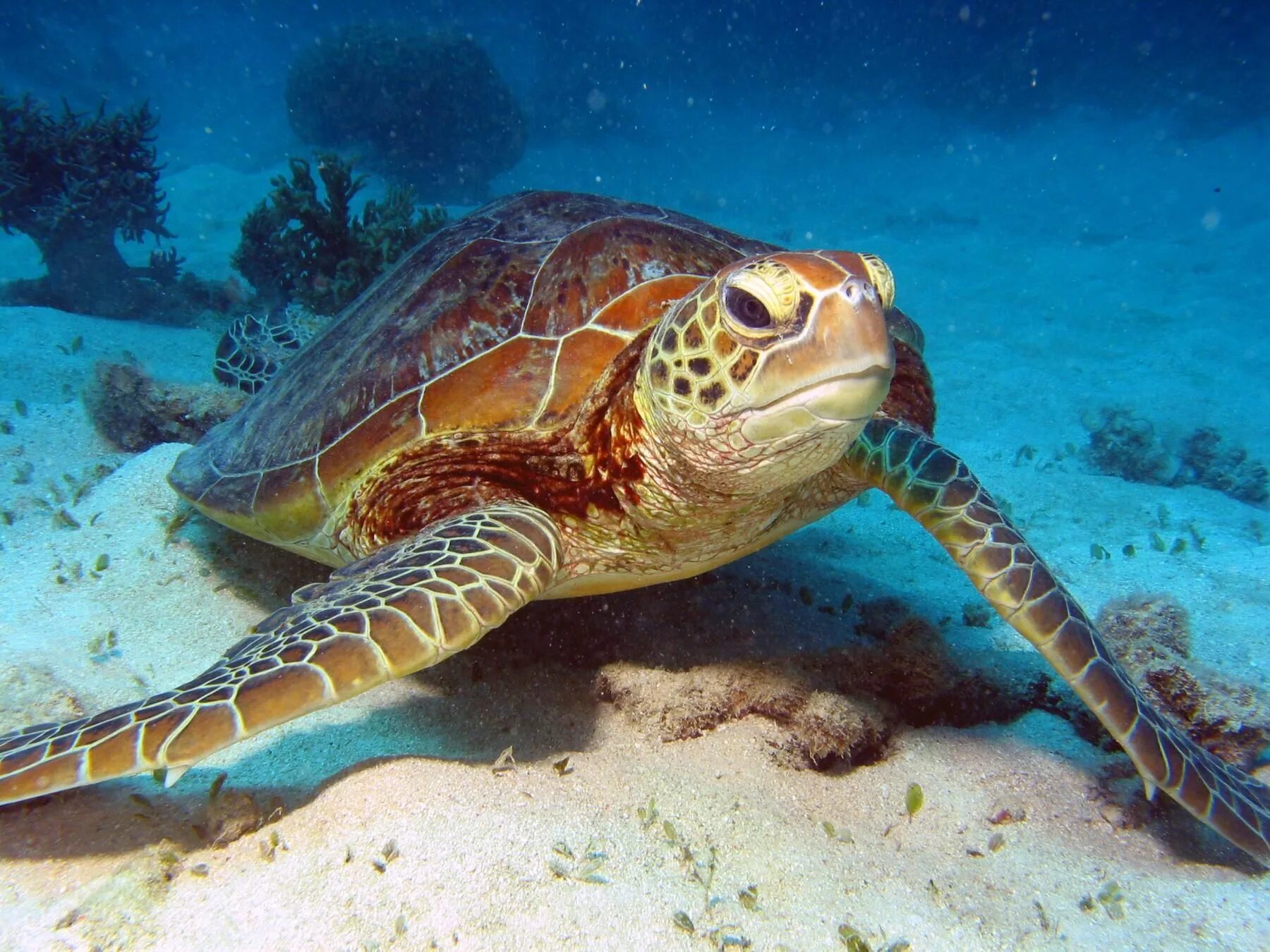 К какой группе относятся морские черепахи. Большой Барьерный риф черепахи. Морские черепахи барьерного рифа. Австралийская морская черепаха. Большой Барьерный риф Австралия черепахи.