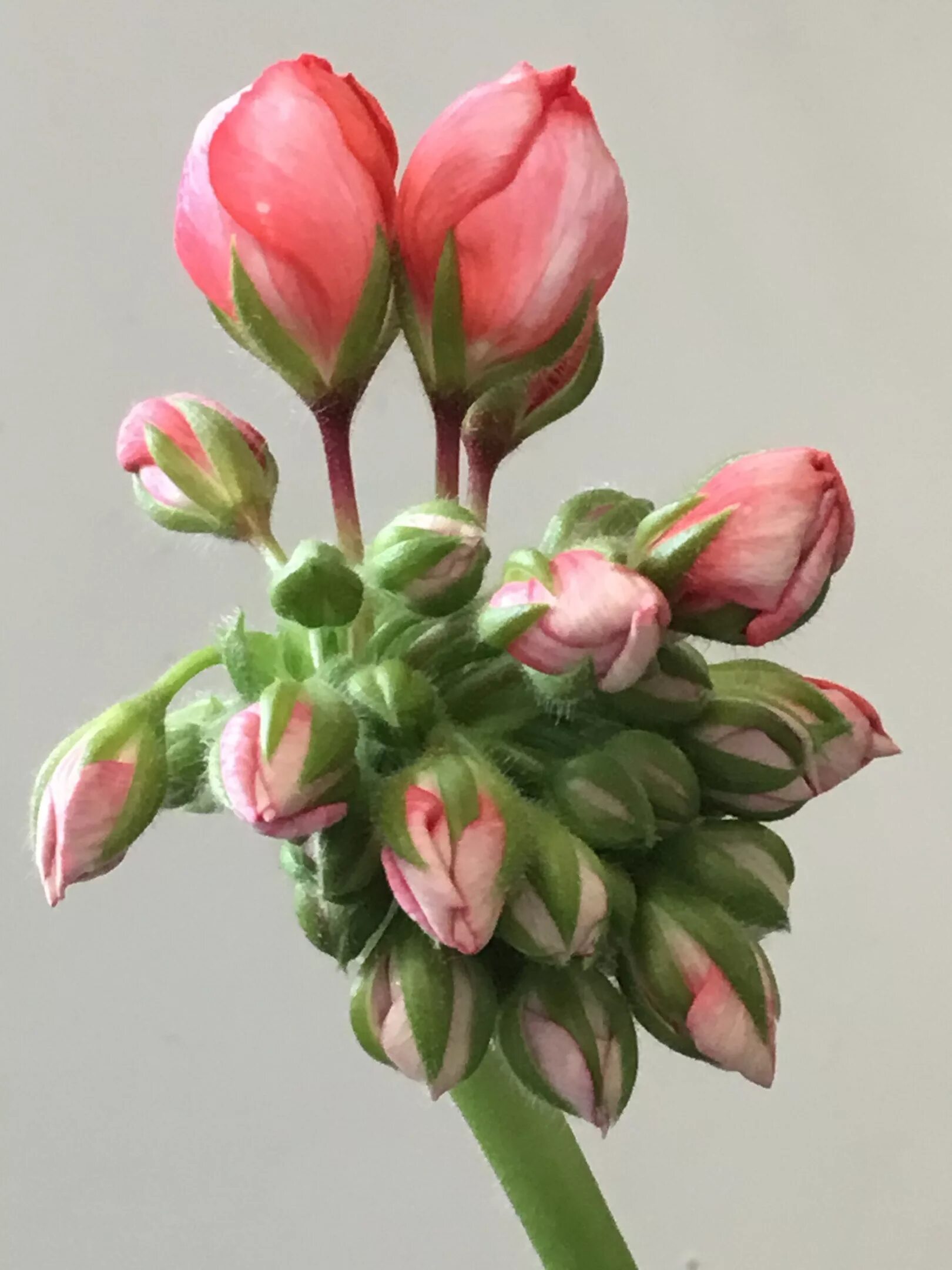 Пеларгония тюльпановидная red pandora. Pink pandora тюльпановидная. Тюльпановидные пеларгонии. Пеларгония розебудная emma. Тюльпанка.