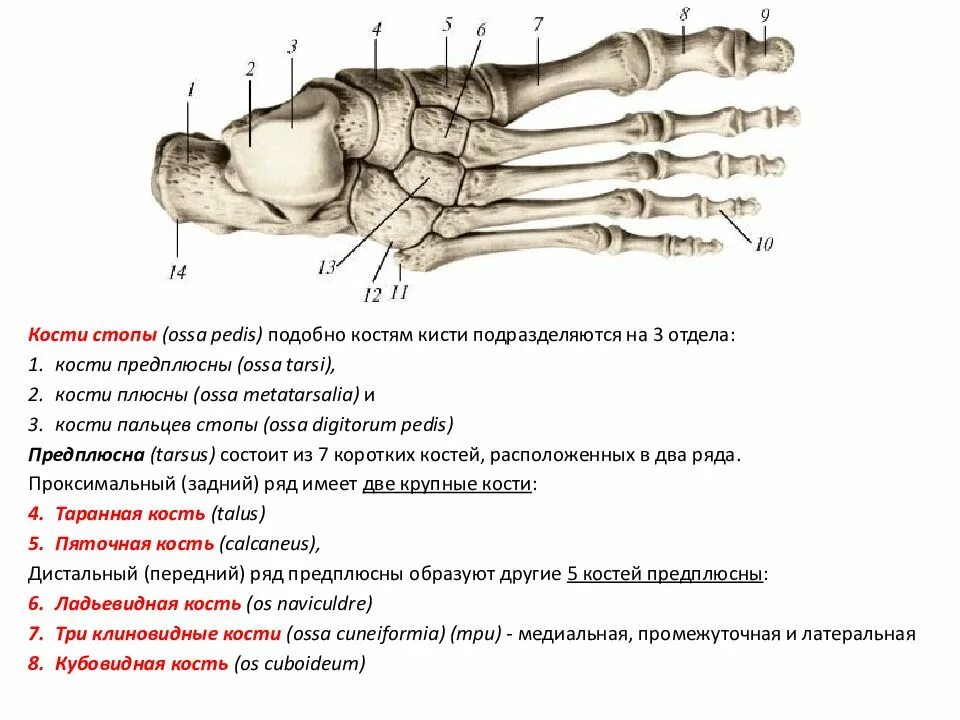 Три отдела кости. Кости запястья и предплюсны. Костный остов. Кости предплюсны при ревматических. Юношеский остеохондроз предплюсны.