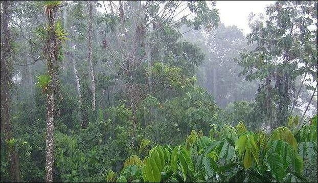 Осадки в экваториальных лесах