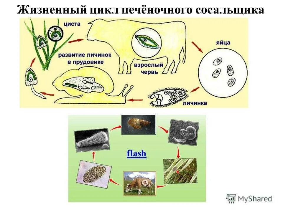 Цикл развития печеночного сосальщика. Схема развития печеночного сосальщика. Цикл развития плоских червей печеночный сосальщик. Стадии жизненного цикла печеночного сосальщика. Цикл прудовика