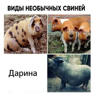 Дура вики