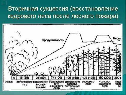 Вторичная экосистема