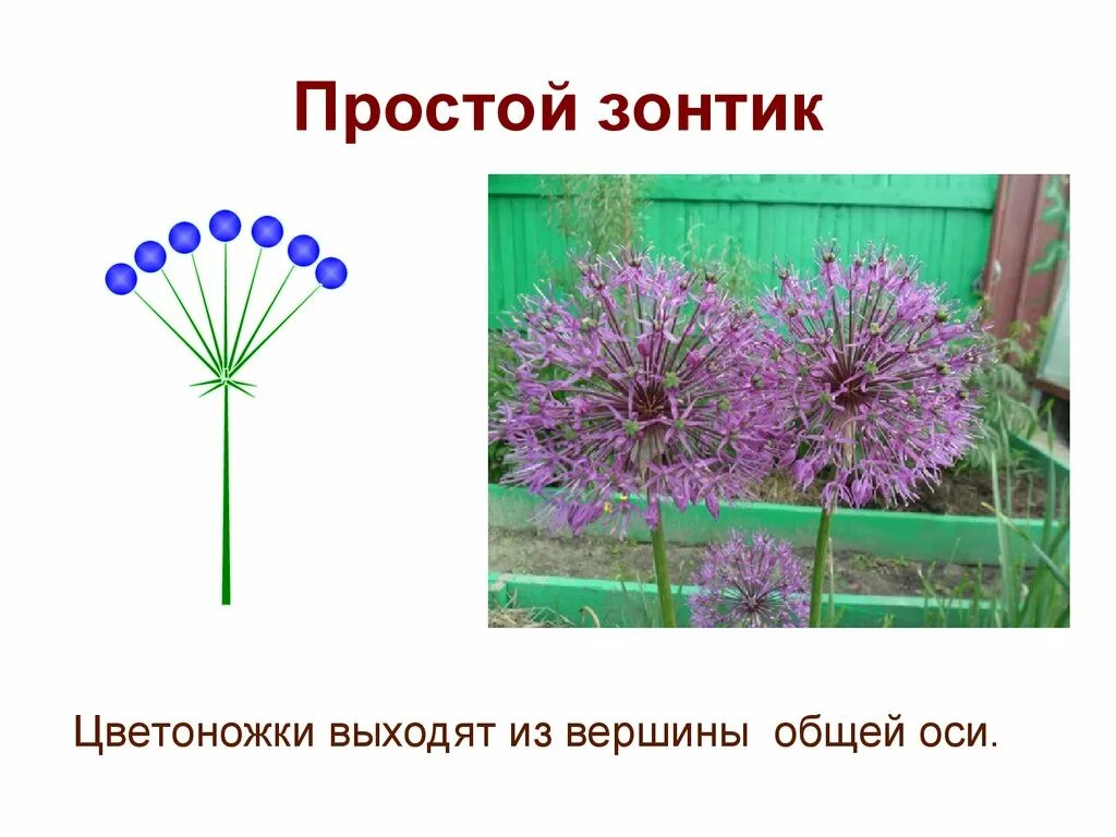 Соцветие зонтик. Простой зонтик. Соцветие простой зонтик. Растения с соцветием простой зонтик.