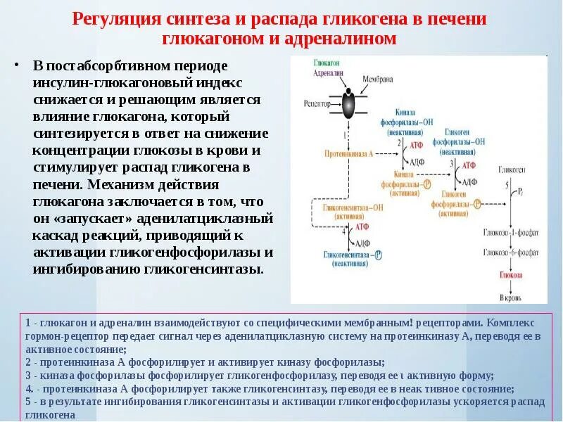 Адреналин скорости. Влияние инсулина на Синтез гликогена. Влияние глюкагона на гликогенолиз. Схема распада гликогена с ферментами. Механизм действия глюкагона схема.