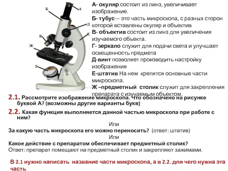 Разработка урока биологии по теме "Строение клетки". 5-й класс