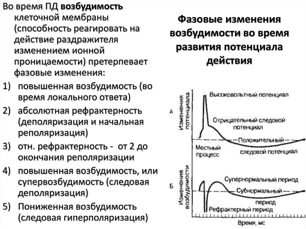 Мембрана возбудимой клетки. Фазы изменения возбудимости мембраны. Мембранный потенциал фаза возбудимости. При супернормальной возбудимости мембраны клетки ткань. Супернормальная возбудимость мембраны мембраны.