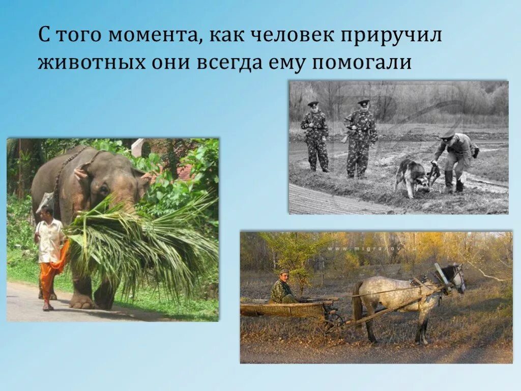 Почему человек в мире животных. Приручение животных. как человек приручил диких животных. приручение животных человеком. почему люди приручали диких животных.
