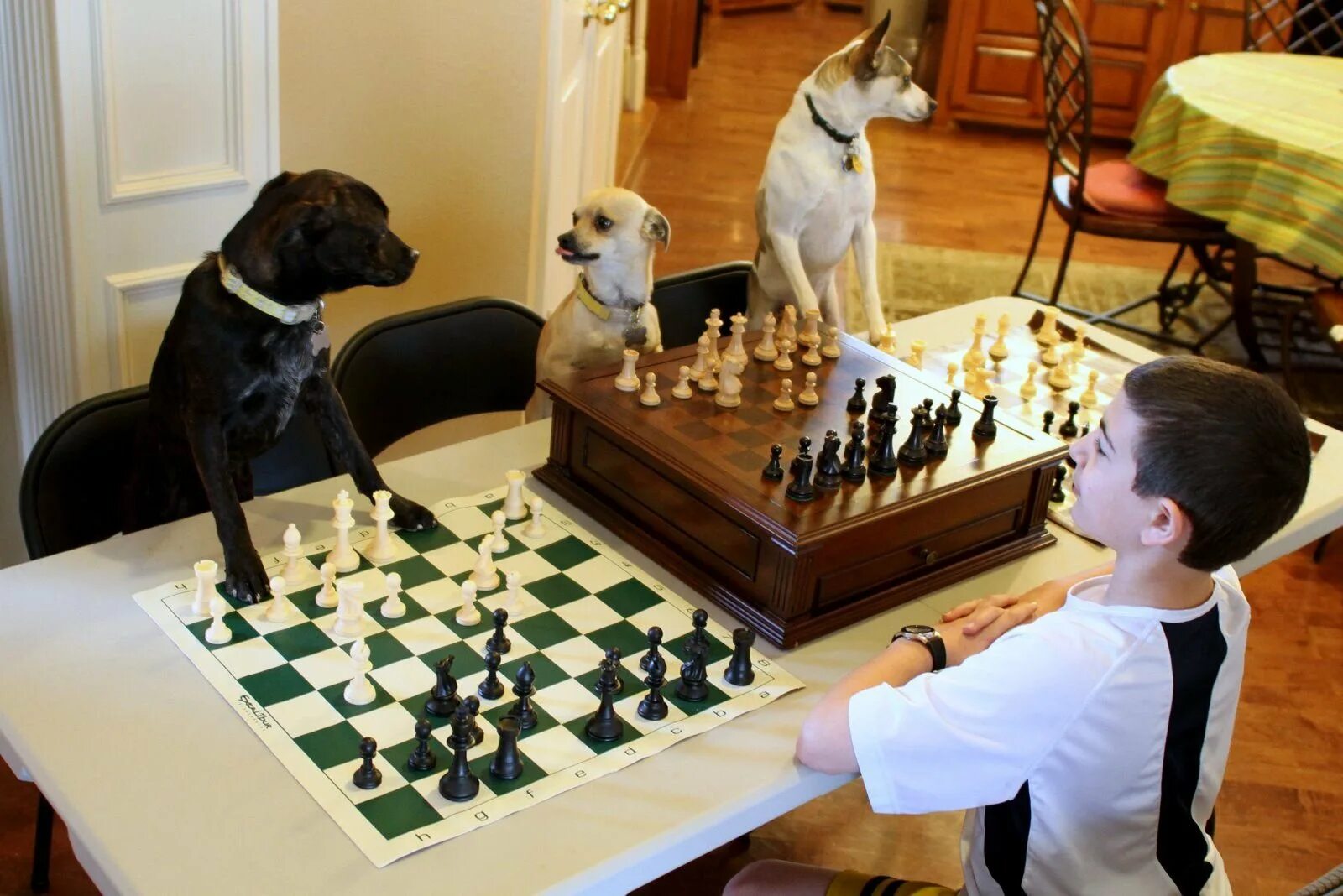 We like playing chess. Бернард шахматы. Шахматы для детей. Собака и шахматы. Шахматы с животными.