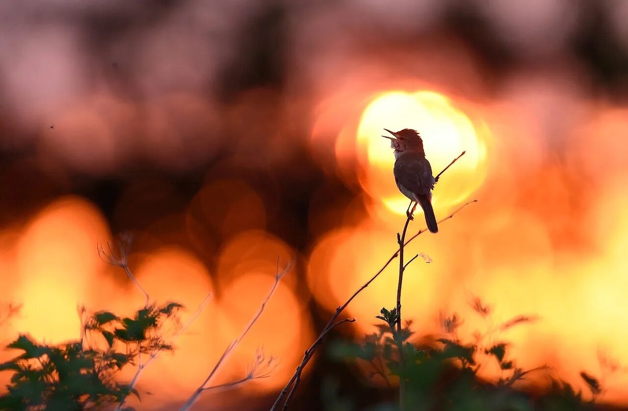 Природа под песню. Птицы на Восходе солнца. Птицы на рассвете. Птицы в лесу на рассвете. Природа птицы рассвет.
