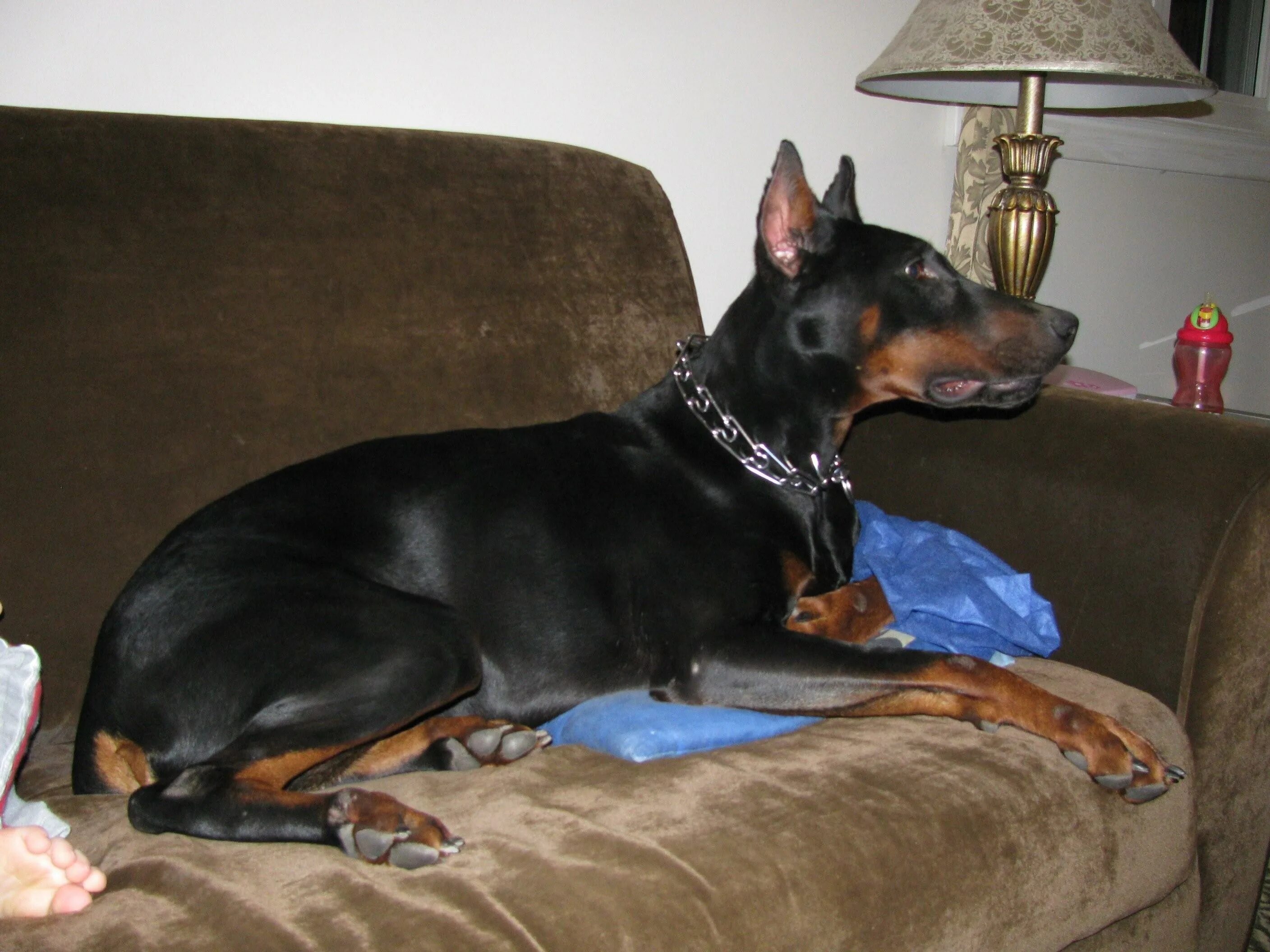 Пушистый доберман. Собака доберман щенок. Доберман и доберман пинчер. Заводить добермана. Собака мечты доберман.