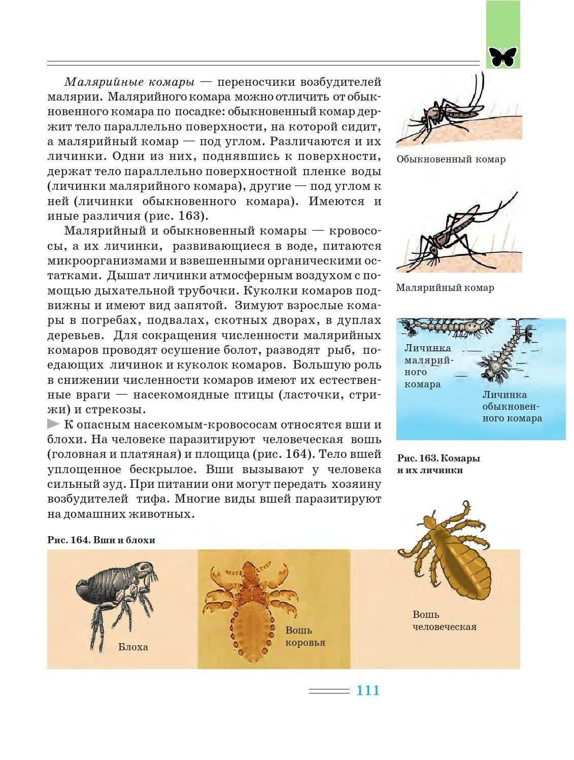 Биология 7 класс клопы тип развития насекомых. Схема процесса развития комара. Цикл развития комара обыкновенного. Схема процесса развития комара. Циклы паразитов.