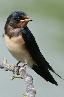 Yaqindan vaginal jinsiy aloqani onlayn tomosha qiling