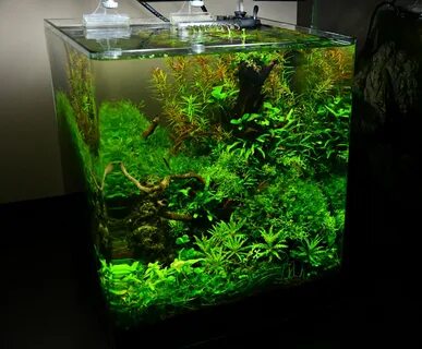 Креветочник