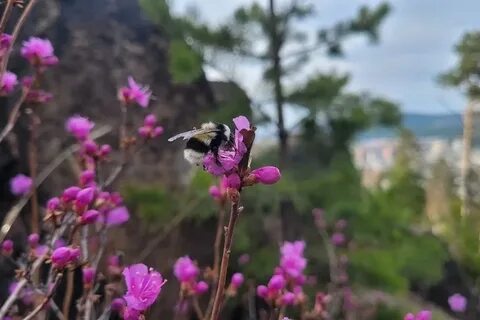 Слушать песню цветет багульник