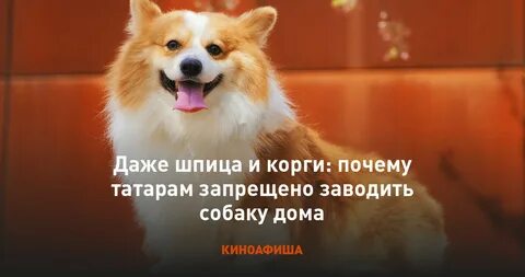 Оранжевая собака