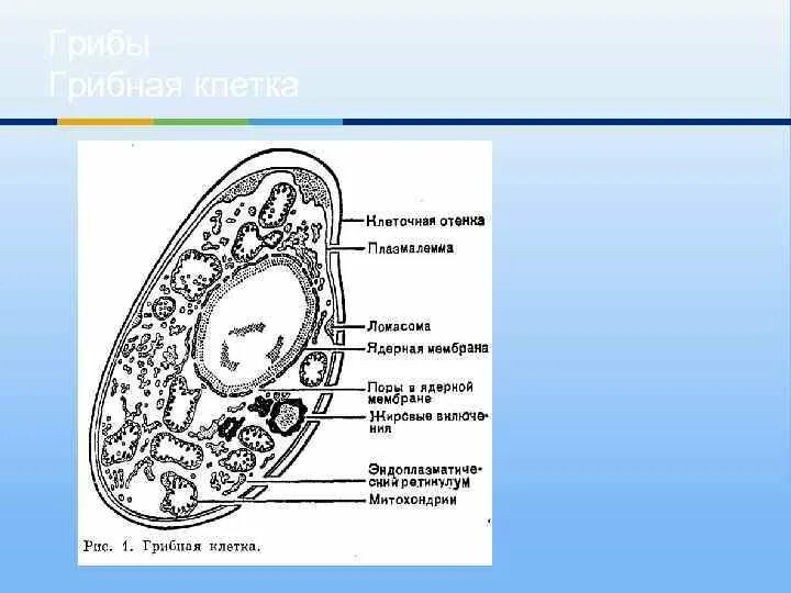 Схема строения клетки гриба. Строение грибной клетки. Строение грибной клетки биология. Схема строения грибной клетки. В клетках грибов есть ядро