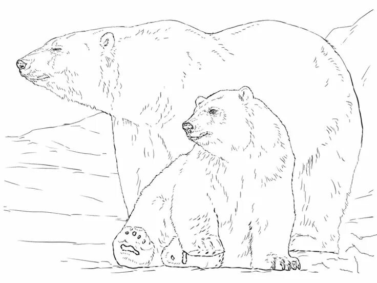 Print cute polar bear color pages to print9b5d coloring pages Polar bear colorin