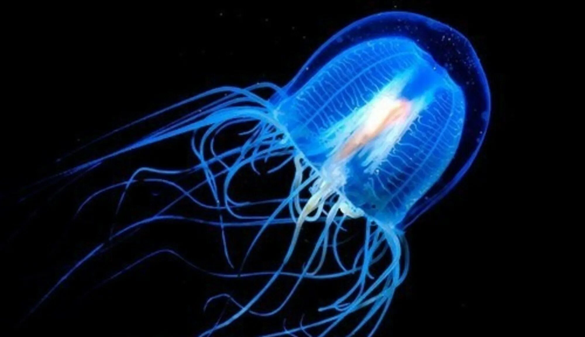 Jellyfish s life. Хризаора морская крапива. Jellyfish s life. Медуза джеллифиш. Средневодная медуза.