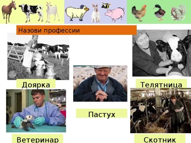 5 профессий связанных с разведением животных