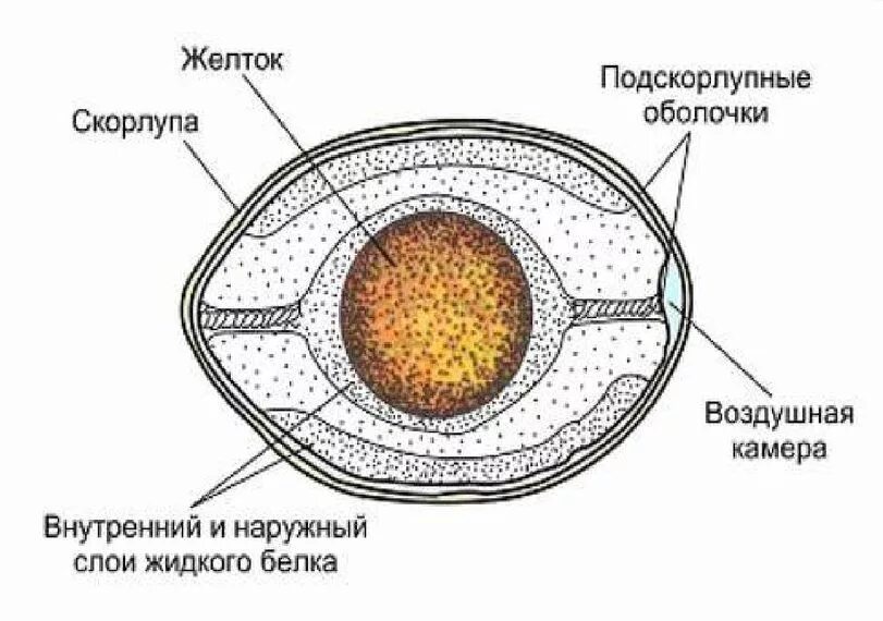 Иерархия скорлупа